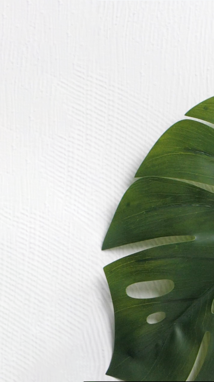 palm frond on white background