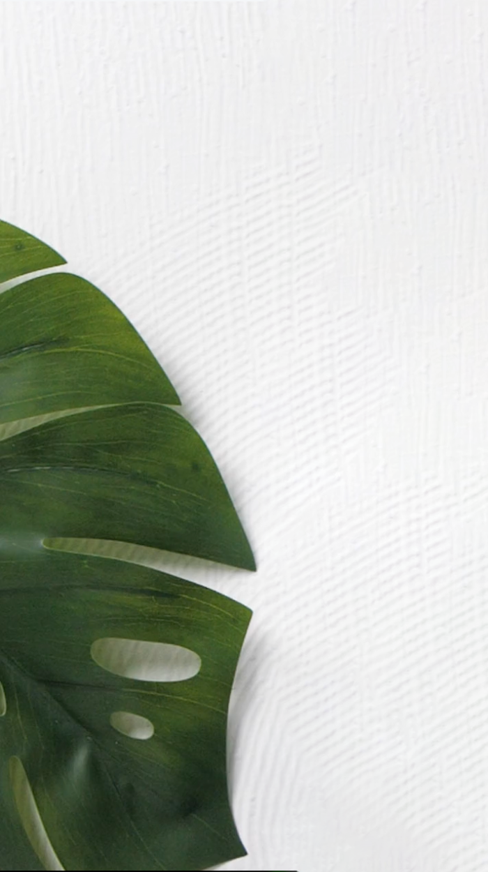 palm frond on white background